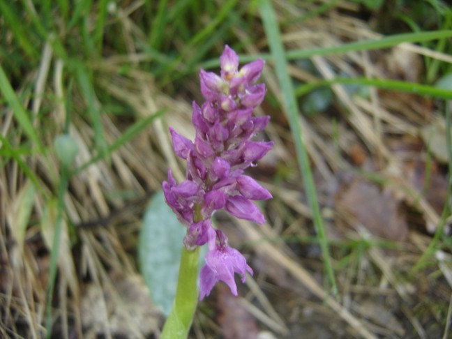 Orchis mascula ?